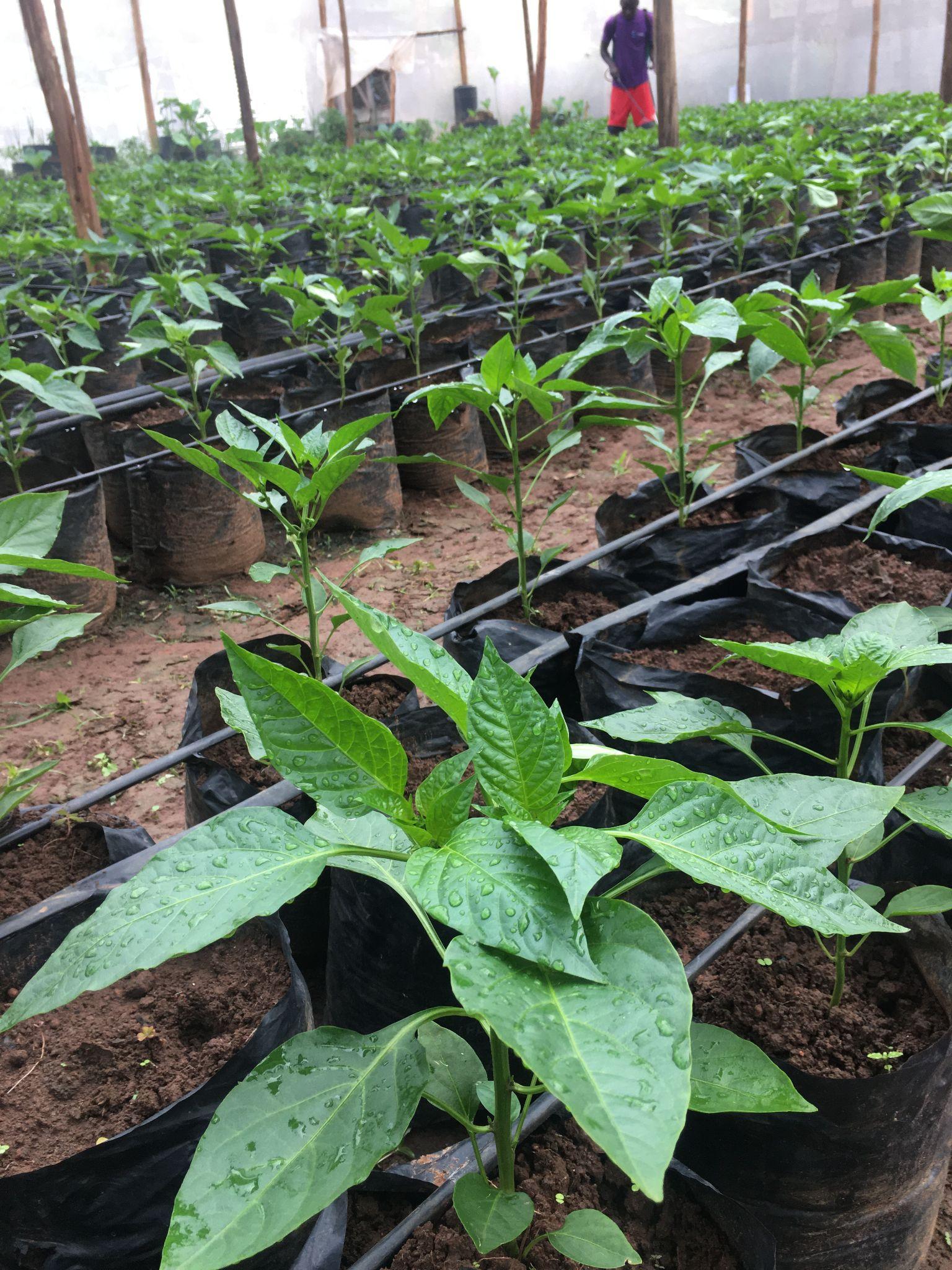 Farm Activities